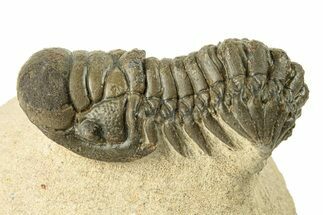 Detailed Crotalocephalina Trilobite - Exposed Hypostome #251056