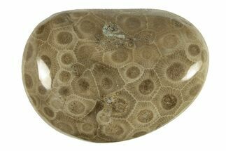 Polished Petoskey Stone (Fossil Coral) - Michigan #260123