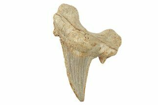 Fossil Shark Tooth (Otodus) - Large Specimen #259891