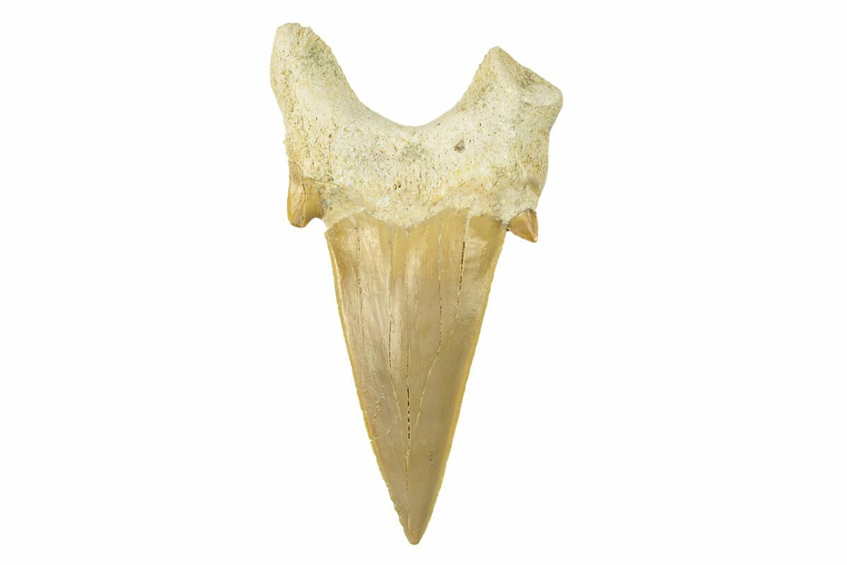 3" Fossil Shark Tooth (Otodus) Large & High Quality (259903) For