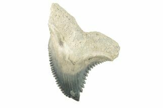 Fossil Shark Tooth (Hemipristis) - Bone Valley, Florida #260245