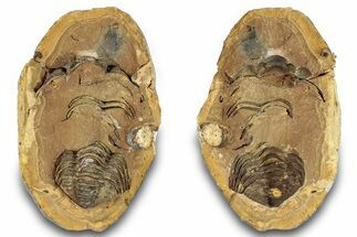 Fossil Calymene Trilobite In Nodule (Pos/Neg) - Morocco #255118