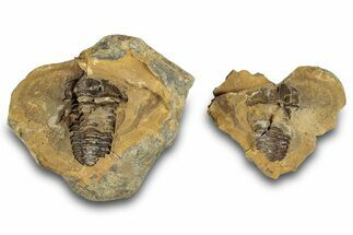 Fossil Calymene Trilobite In Nodule (Pos/Neg) - Morocco #255120