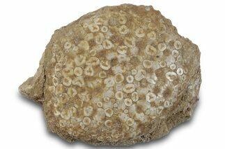 Fossil Crusher Fish (Eodiaphyodus) Mouth Plate -Morocco #260399