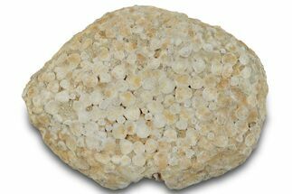 Fossil Crusher Fish (Eodiaphyodus) Mouth Plate -Morocco #260400