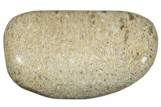 Polished Dinosaur Bone (Gembone) - Morocco #260643