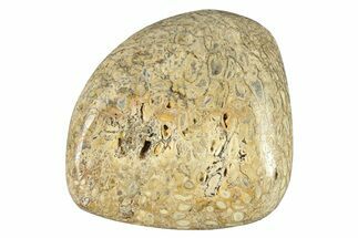 Polished Dinosaur Bone (Gembone) - Morocco #260656