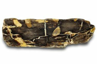Petrified Peanut Wood Section - Australia #260774