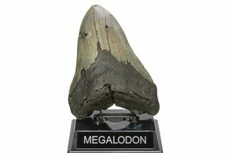 Huge, Fossil Megalodon Tooth - North Carolina #261019