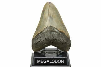 Huge, Fossil Megalodon Tooth - North Carolina #261024
