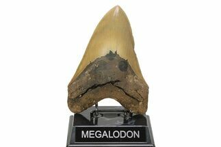 Massive, Fossil Megalodon Tooth - Sharp Serrations #261028