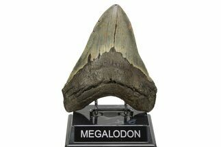 Huge, Fossil Megalodon Tooth - North Carolina #261029