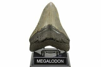 Huge, Fossil Megalodon Tooth - North Carolina #261031