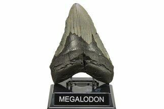 Huge, Fossil Megalodon Tooth - North Carolina #261081