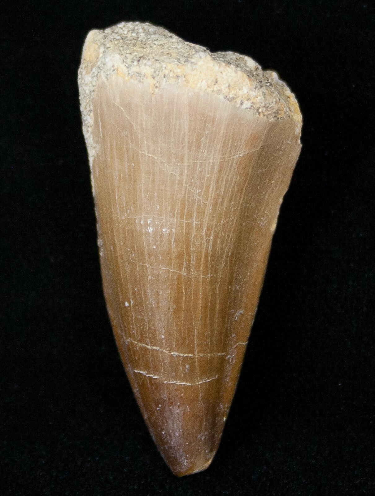 mosasaurus teeth for sale