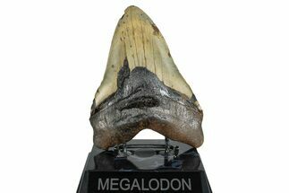 Huge, Fossil Megalodon Tooth - North Carolina #261129