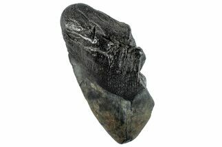 Partial Fossil Megalodon Tooth - South Carolina #261223