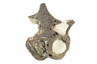 Permian Reptile Fossil Vertebra - Oklahoma #261404