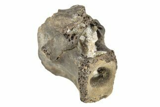 Permian Reptile Fossil Vertebra - Oklahoma #261332