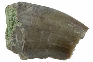 Partial, Megalosaurid (Marshosaurus) Tooth - Colorado #261673