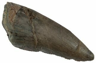 Serrated Megalosaurid (Marshosaurus) Tooth - Colorado #261675