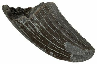 Serrated Megalosaurid (Marshosaurus) Tooth - Colorado #261677