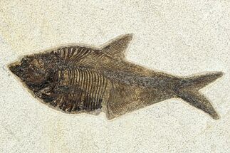 Very Nice Fossil Fish (Diplomystus) - Wyoming #261832