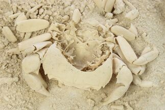 Fossil Crab (Potamon) Preserved in Travertine - Turkey #242888