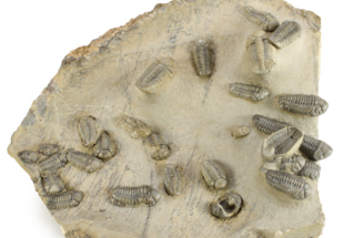Cluster Of + Struveaspis & Austerops Trilobites - Jorf, Morocco #244128