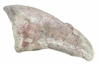 Carcharodontosaurid Dinosaur (Eocarcharia?) Foot Claw - Niger #262227