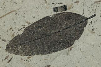 Eocene Fossil Soapberry Leaf (Sapindus) - Utah #262256