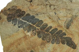 Pennsylvanian Fern (Neuropteris) Fossil - Illinois #262257