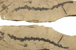 Conifer Needle (Chamaecyparis) Fossil Pos/Neg - McAbee, BC #262216