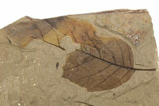 Partial Leaf (Betula?) Fossil - McAbee, BC #262217
