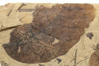 Partial Fossil Plant (Fagus) Leaf - McAbee, BC #262234
