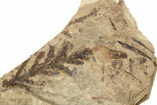 Conifer Needle (Thuja) Fossil - McAbee, BC #262235