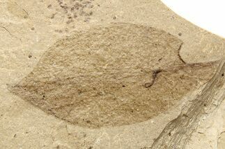 Fossil Leaf - McAbee, BC #262237