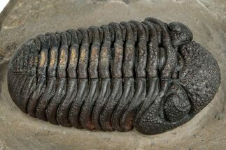 Very Nice Morocops Trilobite - Foum Zguid, Morocco #261845