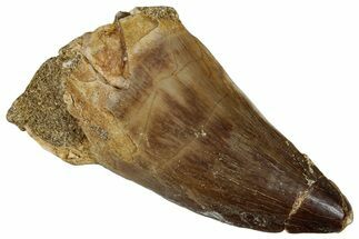 Large, Fossil Mosasaur (Prognathodon) Tooth - Morocco #261878