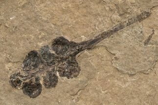 Miocene Fossil Fruit - Nebraska #262281