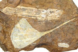Fossil Ginkgo Leaf From North Dakota - Paleocene #262275