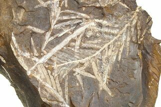 Paleocene Fossil Conifer (Parataxodium) - North Dakota #262283