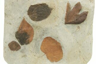 Wide Plate with Five Fossil Leaves (Four Species) - Montana #262356