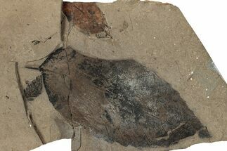Fossil Plant (Fagus) Leaf - McAbee, BC #262250