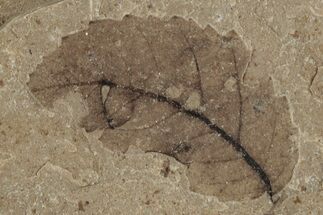 Fossil Plant (Fagus) Leaf - McAbee, BC #262252