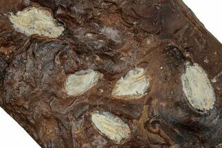 Paleocene Fossil Seed Pod Plate - North Dakota #262296