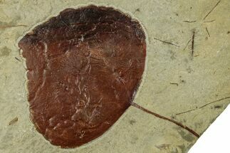 Fossil Leaf (Zizyphoides) - Montana #262371