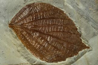 Detailed Fossil Leaf (Celtis) - Montana #262376