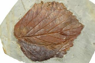 Fossil Leaf (Davidia) - Montana #262340