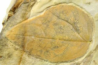 Fossil Leaf (Cissites rocklandensis) - Uncommon Species #262345